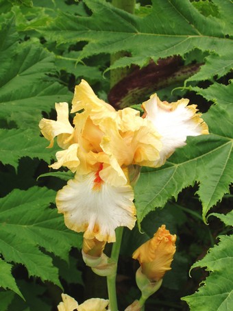 Iris orang,  Diebolsheim, en alsace
